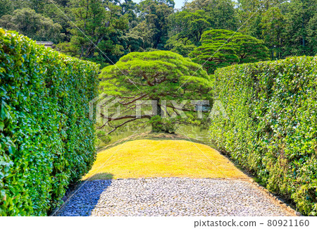 京都桂禦花園的松樹 80921160