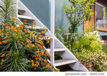 Lantana blooming beside the white stairs and a small shop show window 80921200