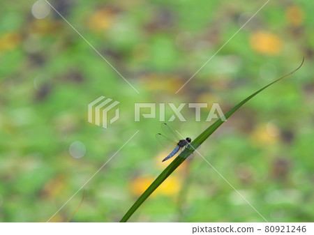 Orthetrum albisum 在沼澤的草地上休息它的翅膀 Orthetrum albisum 在沼澤的草地上休息它的翅膀 80921246