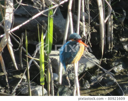 Kingfisher on the Shingashi River 80921609