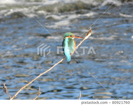 Kingfisher on the Shingashi River Kingfisher on the Shingashi River 80921760