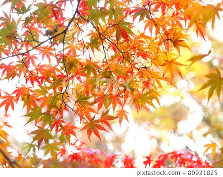 楓葉秋葉背景素材 80921825