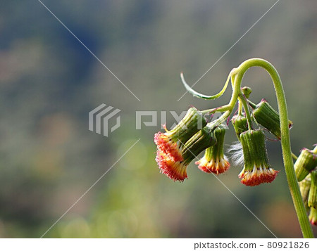 Novologic花 Novologic花 80921826