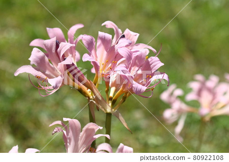 Natural plant Natsuzuisen, under the scorching sun of midsummer. A powerful flower that can withstand the strong sunlight Natural plant Natsuzuisen, under the scorching sun of midsummer. A powerful flower that can withstand the strong sunlight 80922108