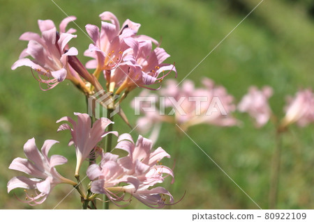 Natural plant, Surprise lily, grows in clusters on the roadside and blooms many flowers in midsummer Natural plant, Surprise lily, grows in clusters on the roadside and blooms many flowers in midsummer 80922109