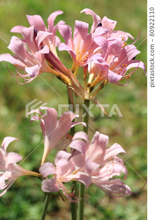 Natural plant Natsuzuisen, midsummer. After the leaves have died, a few beautiful flowers are attached to the tips of the long flower stalks. 80922110