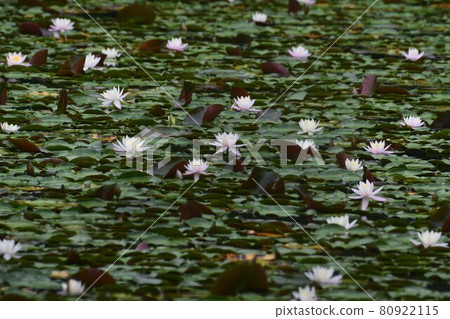 [Kobe City, Hyogo Prefecture] Pygmy water lilies and floating leaves 80922115