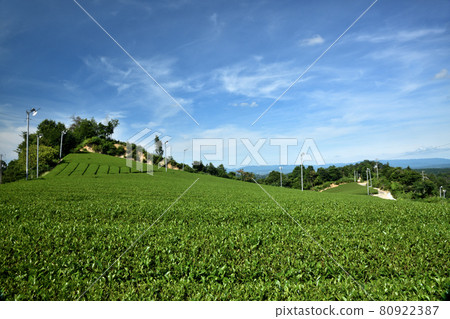 奈良縣山添村的茶園 80922387