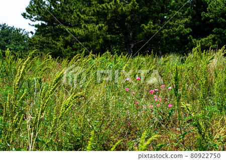 Flowers blooming in the grass Flowers blooming in the grass 80922750