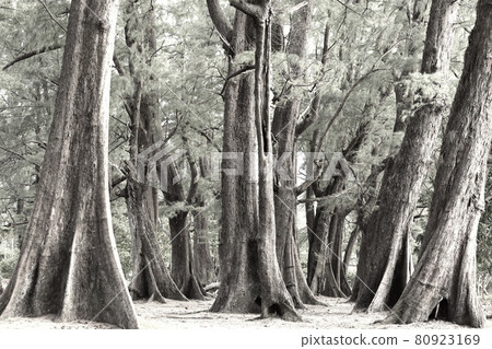 Aged Pine Wood Forest against Wind from Ocean beach, abstract look bark, brach and tree bod 80923169