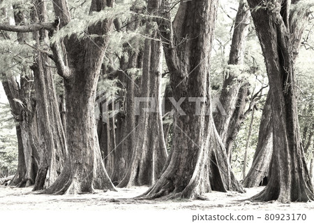 Aged Pine Wood Forest against Wind from Ocean beach, abstract look bark, brach and tree bod 80923170