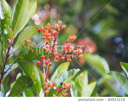 Sangogesu Sangogesu 80923218