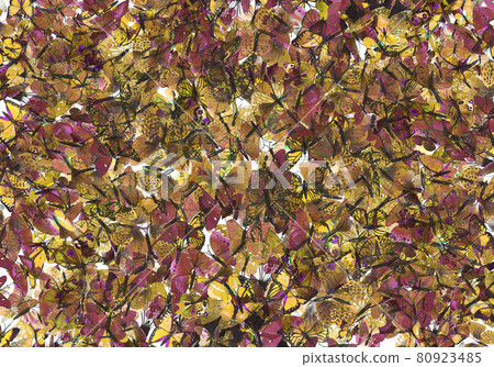 Many Butterfly decorative on headset isolated on yellow purple background Many Butterfly decorative on headset isolated on yellow purple background 80923485