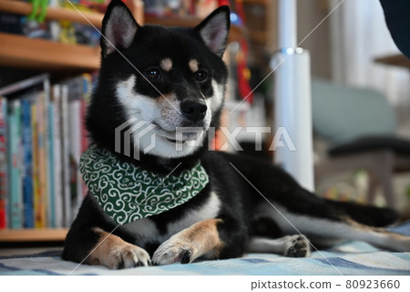 Shiba Inu relaxing at home Shiba Inu relaxing at home 80923660