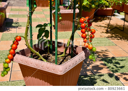 在菜園種植園種植的紅櫻桃番茄 80923661