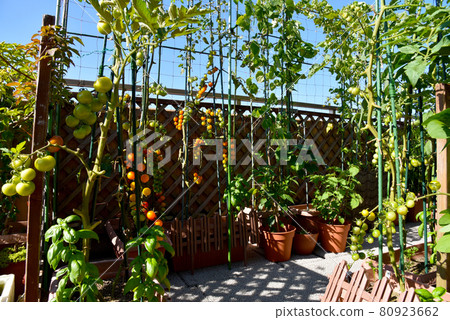 夏季屋頂陽台上的家庭花園種植櫻桃番茄和羅勒 夏季屋頂陽台上的家庭花園種植櫻桃番茄和羅勒 80923662