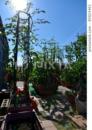 Home garden on the roof balcony in summer, the sun shines 80924461