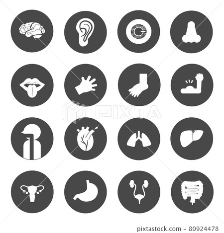 五臟六腑 圖標 Icon 80924478
