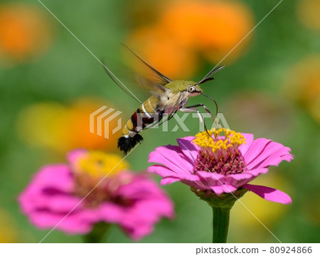 A hawk moth hovering and sucking honey in a gerbera flowerbed 80924866
