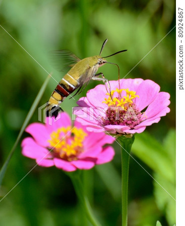 Pink flowers of gerbera and honey-sucking of hawk moth 02 80924867
