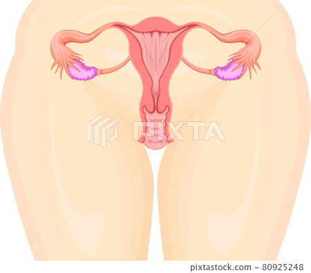 Uterus illustration 80925248