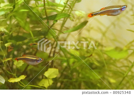 紅鰭水族館 80925348