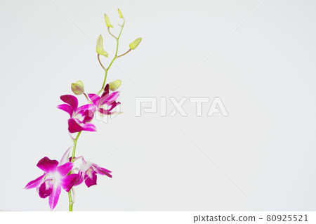 Purple orchid flowers on white background Purple orchid flowers on white background 80925521