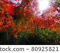 Autumn leaves 80925821