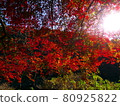 Autumn leaves 80925822