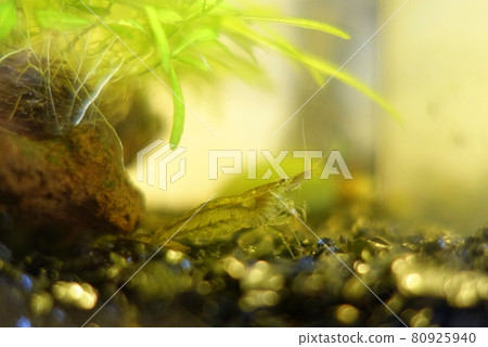 Minaminuma shrimp aquarium Minaminuma shrimp aquarium 80925940