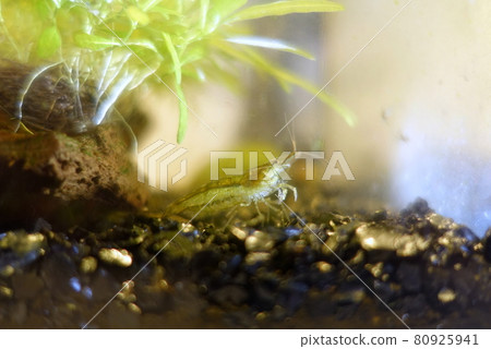 Minaminuma shrimp aquarium Minaminuma shrimp aquarium 80925941