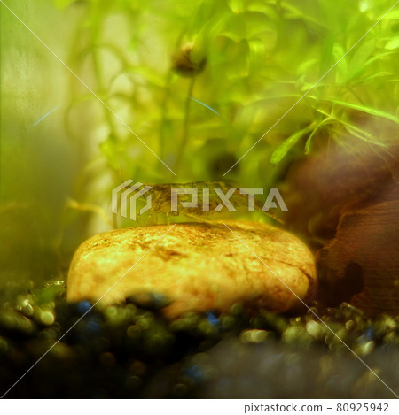 Minaminuma shrimp aquarium Minaminuma shrimp aquarium 80925942