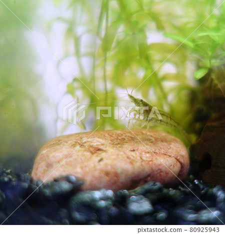 南沼蝦水族館 80925943