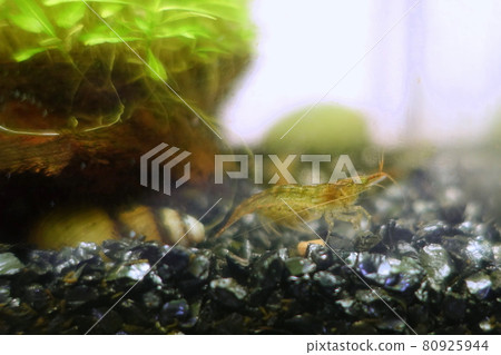 Minaminuma shrimp aquarium 80925944