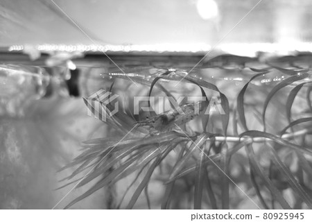 Minaminuma shrimp aquarium Minaminuma shrimp aquarium 80925945