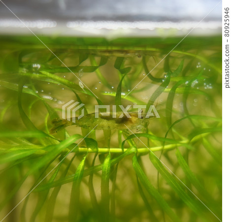 南沼蝦水族館 80925946