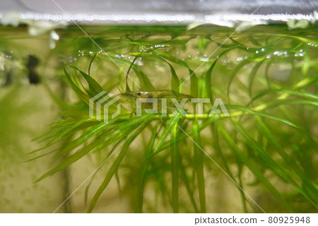 南沼蝦水族館 80925948