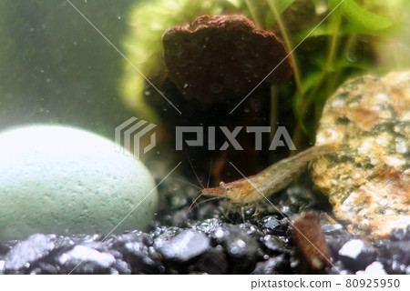南沼蝦水族館 80925950
