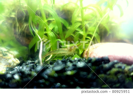 Minaminuma shrimp aquarium 80925951