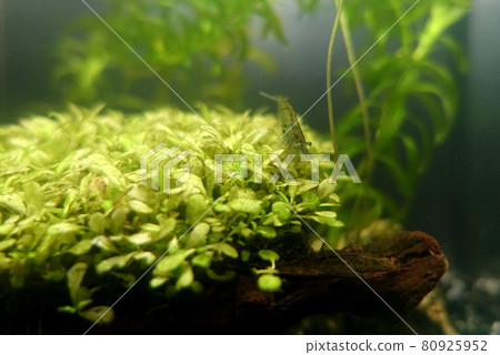 南沼蝦水族館 80925952