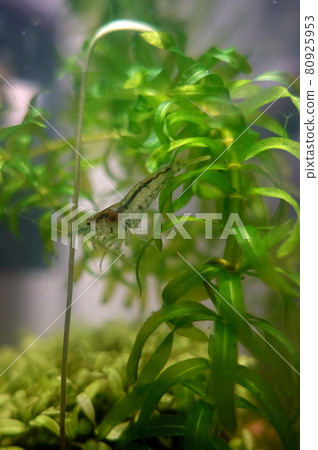 Minaminuma shrimp aquarium Minaminuma shrimp aquarium 80925953