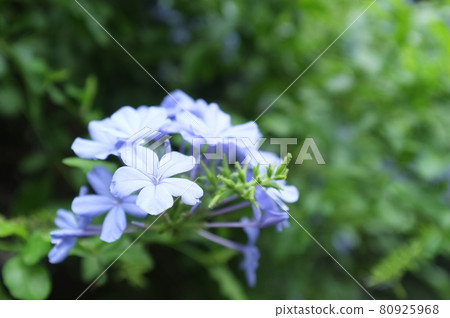 Ruri Matryu flower Ruri Matryu flower 80925968