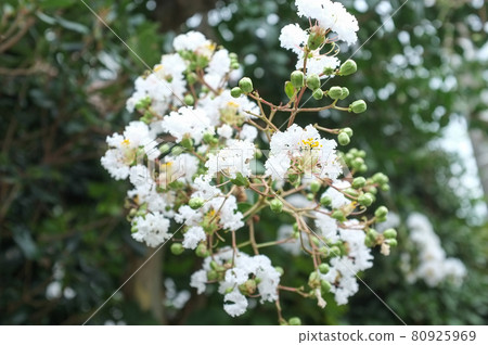Flower of crape mybs Flower of crape mybs 80925969