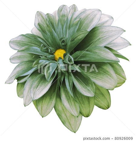 flower isolated tropical dahlia on a white background with clipping path. For design. Closeup. Nature. flower isolated tropical dahlia on a white background with clipping path. For design. Closeup. Nature. 80926009