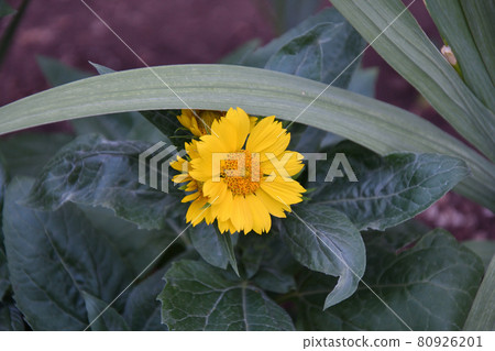 Yellow flower Heliopsis (Latin. Heliopsis) 80926201
