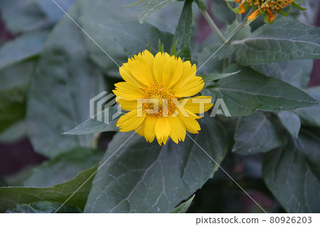 Yellow flower Heliopsis (Latin. Heliopsis) 80926203