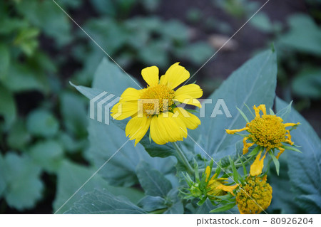 Yellow flower Heliopsis (Latin. Heliopsis) 80926204
