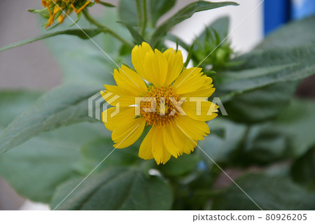 Yellow flower Heliopsis (Latin. Heliopsis) 80926205