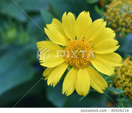 Yellow flower Heliopsis (Latin. Heliopsis) Yellow flower Heliopsis (Latin. Heliopsis) 80926216