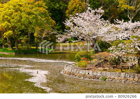 櫻桃樹落的池塘 80926266
